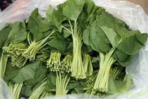 홍천군, 봄 향기 가득한 '명품 산채' 본격 출하...5월 축제 개최