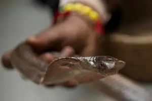 "바지 속에 들어간 뱀에 물렸다"…이집트서 '뱀쇼' 보던 獨 관광객 사망